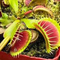 Green & Red Venus Flytrap Samen carnivorous Pflanze