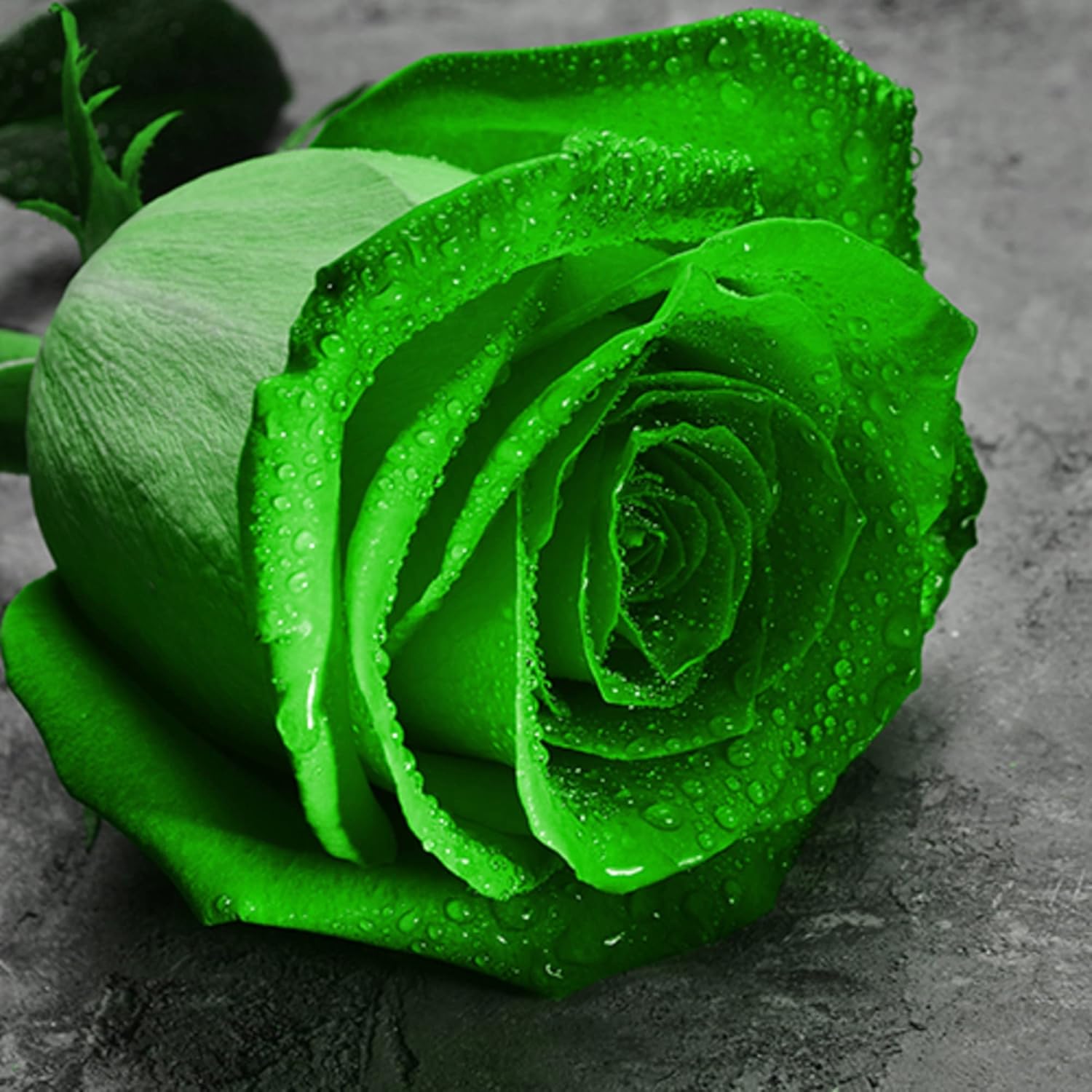 Grün rose blume samen for anpflanzung