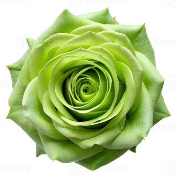 Grün rose blume samen for anpflanzung