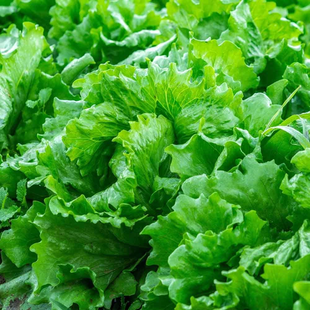 Grüne salad gemüse samen für aussaat