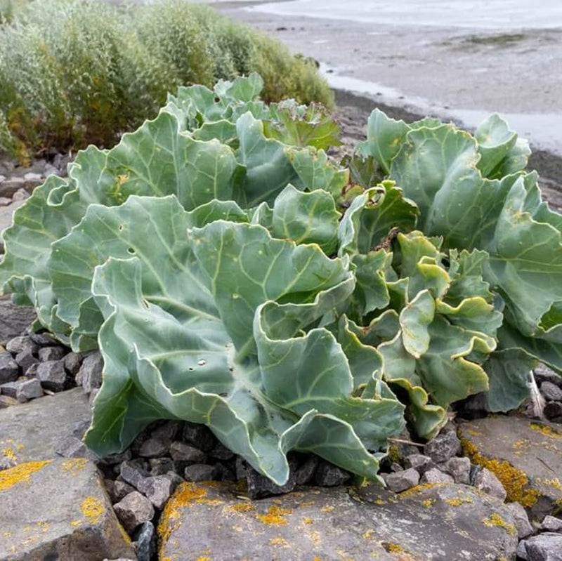 Grüne sea kale samen für aussaat in home gardens