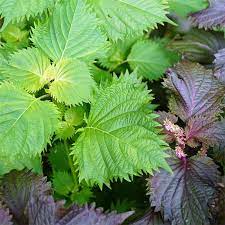 Green Shiso Kraut with green and purple leaves