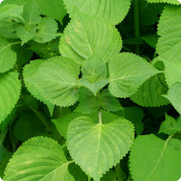 Green Shiso Samen Perilla frutescens var crispa leafy Pflanze