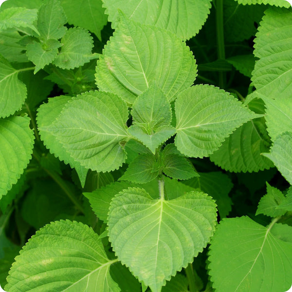 Green Shiso Samen Perilla frutescens var crispa leafy Pflanze