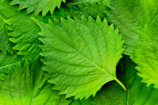 Green Shiso Pflanze with vibrant green and purple foliage in Garten