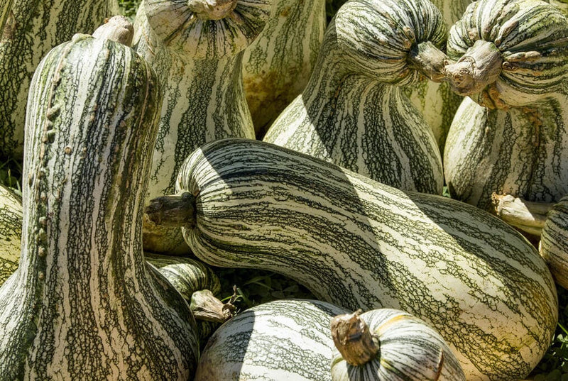 Semi di zucca Cushaw per una semina facile