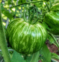 Grüne zebra tomatoes wachsend on pflanze