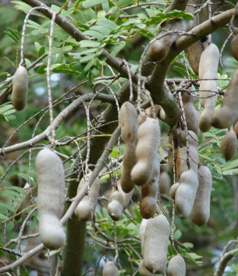 Grüne tamarind tree planted in home garten landscape