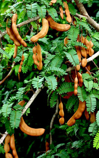 Non-gmo grüne tamarind tree samen für tropical aussaat