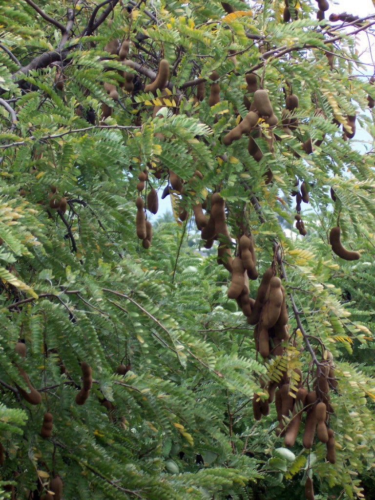 Young grüne tamarind tree wachsend in full sun