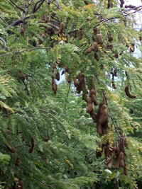 Young grüne tamarind tree wachsend in full sun