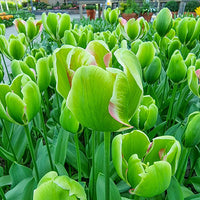 Grün tulip blume samen for anpflanzung