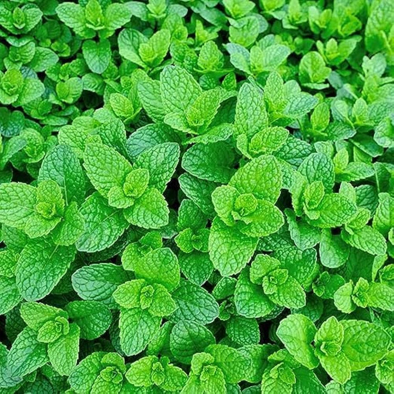 Green Vietnamese Mint Samen for Easy Garten Aussaat