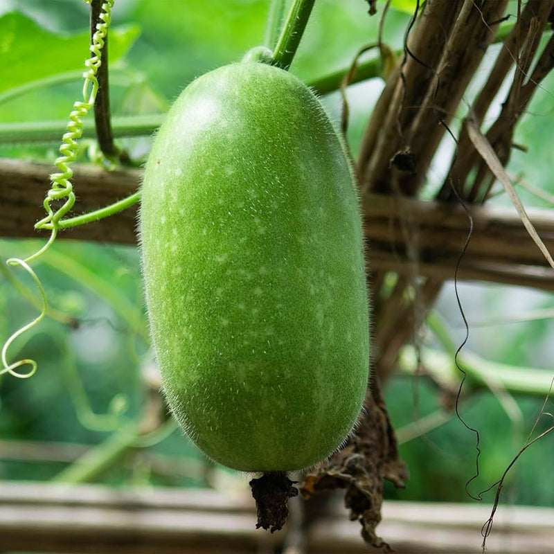 Grüne wax gourd gemüse samen für aussaat