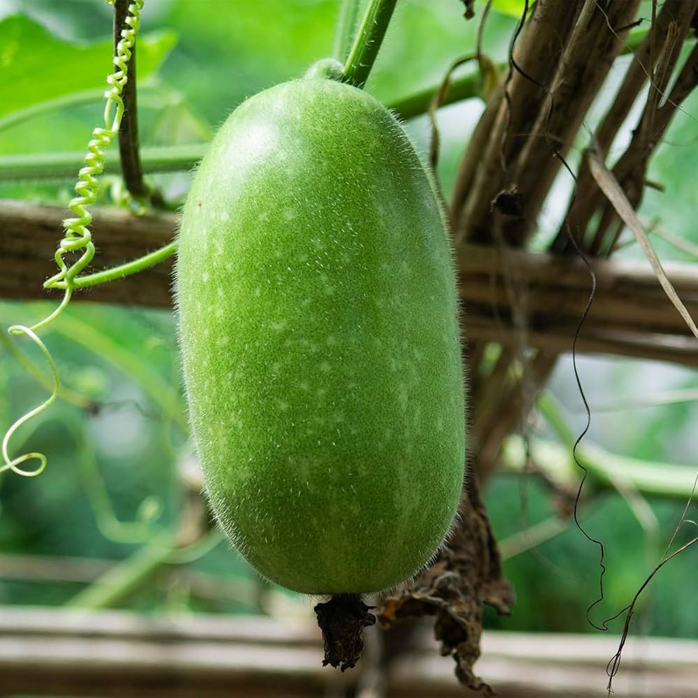 Grüne wax gourd gemüse samen für aussaat