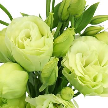 Unique grün and weiß eustoma blume samen for anpflanzung