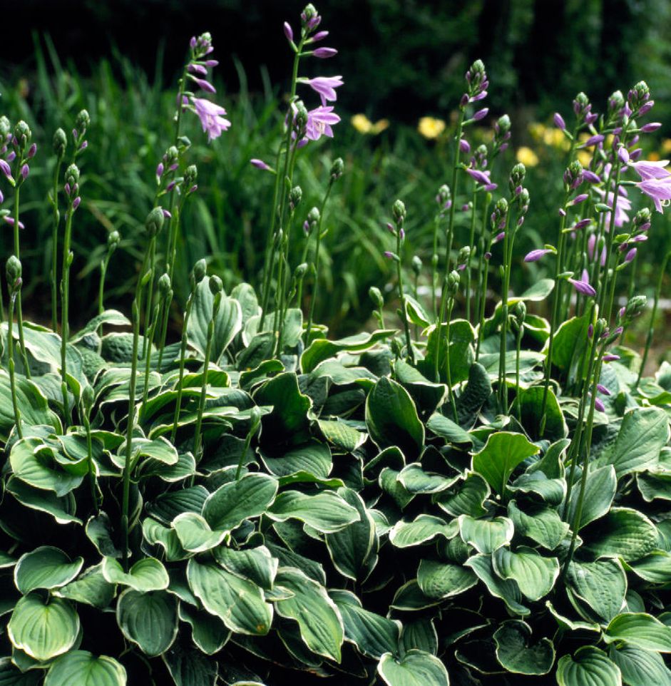 Hosta Mischung Blume Samen zur Aussaat üppig Garten Design – mehrjährig Samen Kollektion