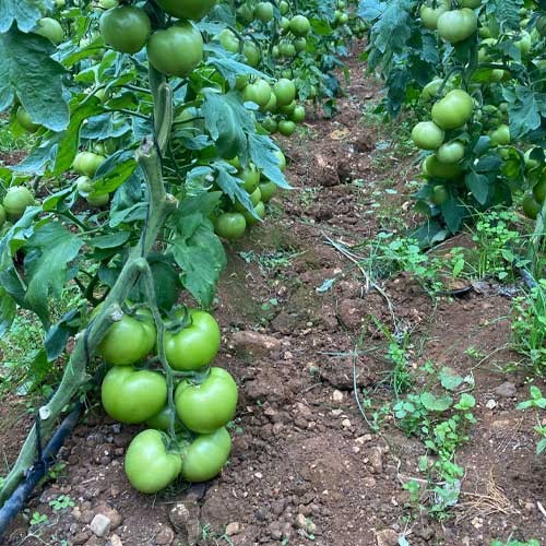 Grüne and weiße tomato samen für aussaat
