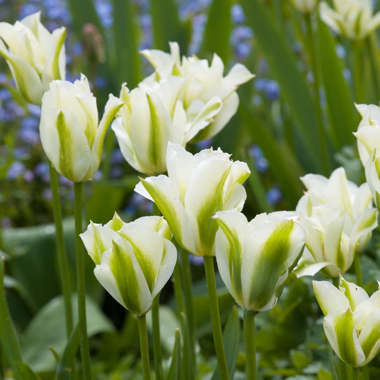 Grün and weiß tulip blume samen for anpflanzung