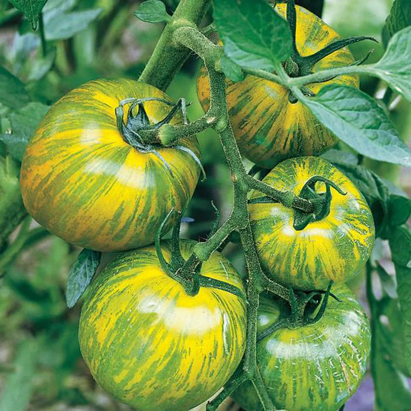 Grüne & gelbe tomato samen für home garten non gmo variety
