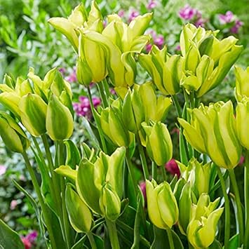 Gelb and grün tulip blume samen for anpflanzung