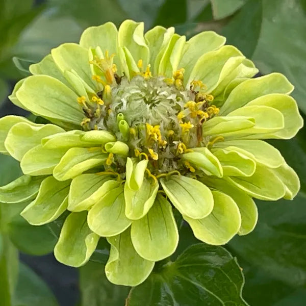 Grün zinnia flowering blooms in garten
