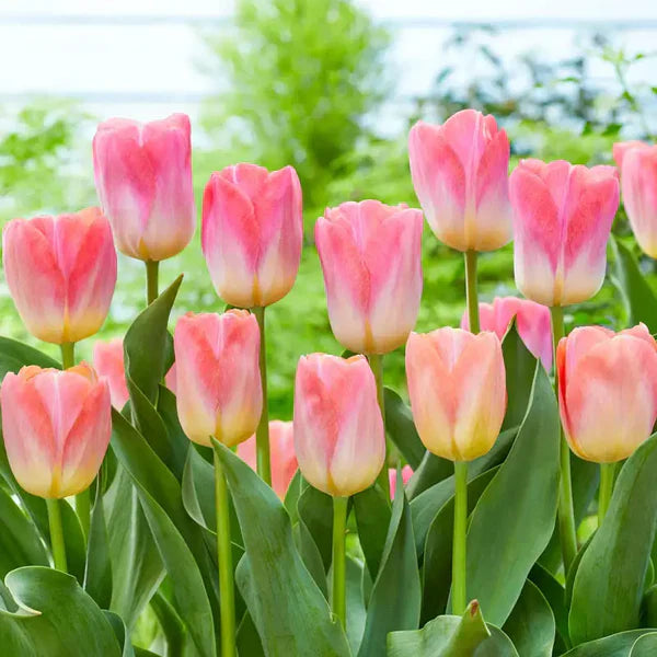 Grün-and-rosa-tulip-blume-samen
