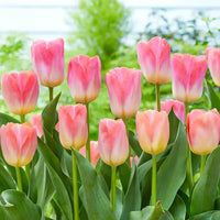 Grün-and-rosa-tulip-blume-samen
