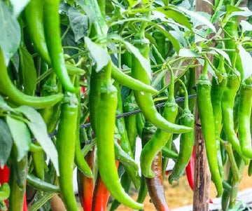 Chili Pepper Gemüsesamen für einfache Aussaat