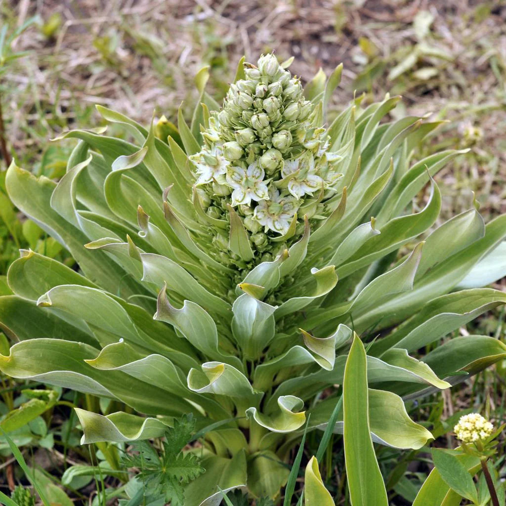 Grün Gentian Blumensamen zur Aussaat leuchtend Traditionssorte & ohne Gentechnik Samen Hausgarten