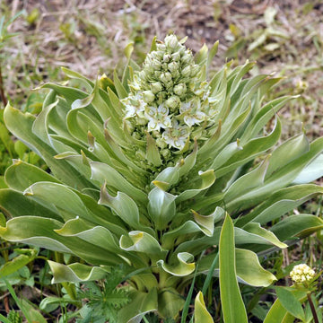 Grün Gentian Blumensamen zur Aussaat leuchtend Traditionssorte & ohne Gentechnik Samen Hausgarten