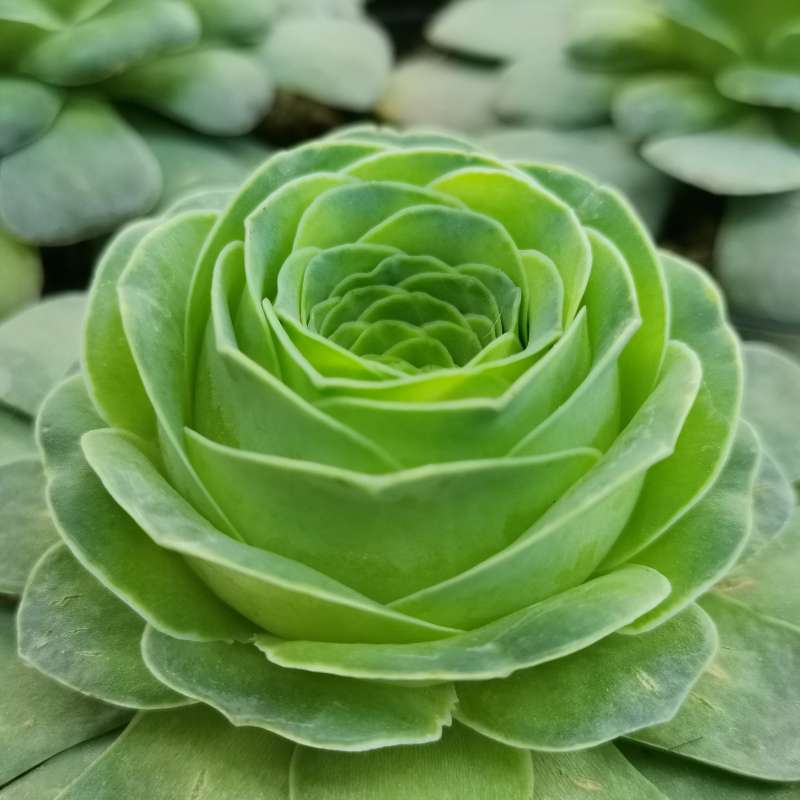Greenovia Blumensamen zur Aussaat leuchtend Traditionssorte & ohne Gentechnik Samen Hausgarten