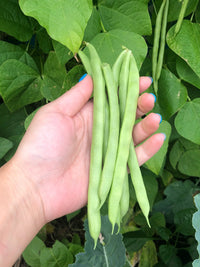 Green Pole Bean Samen zum Pflanzen  Gemüse Garden Essentials
