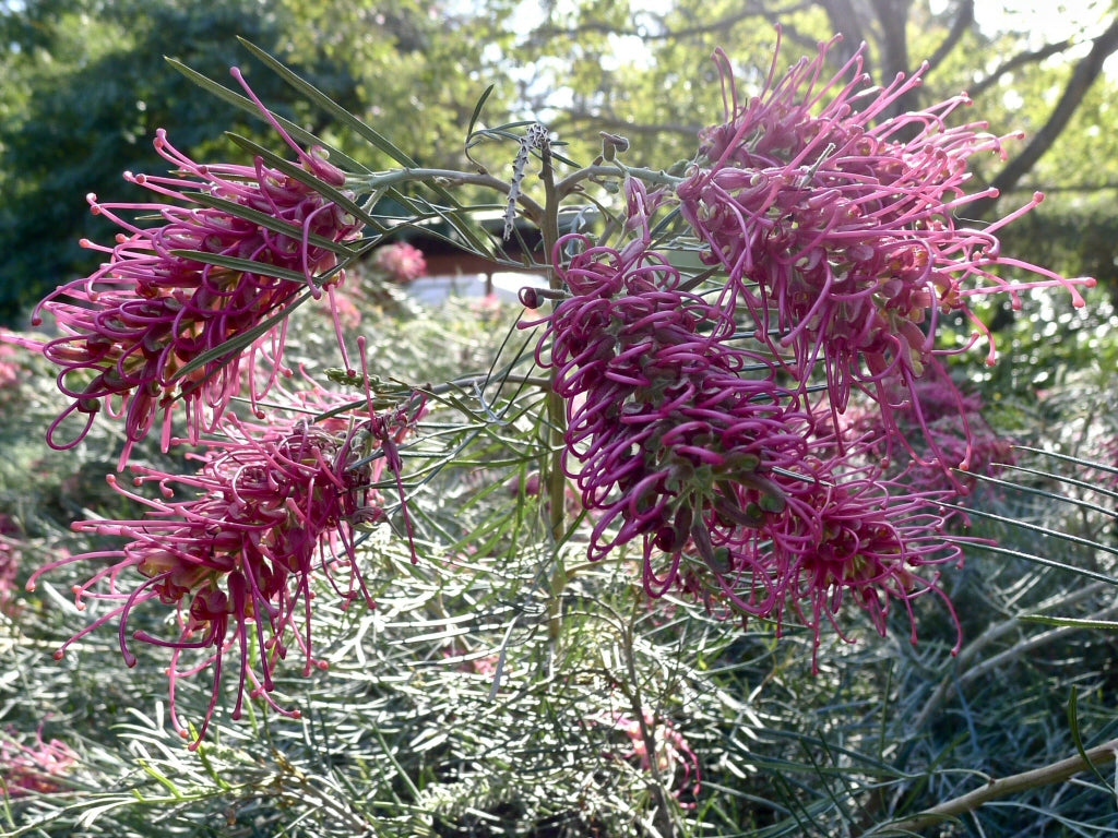 Bordeaux Grevillea Robusta Samen zur Aussaat