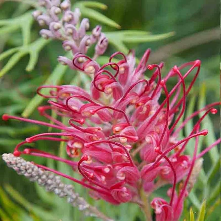 Grevillea robusta pflanze with rot-orange blumen