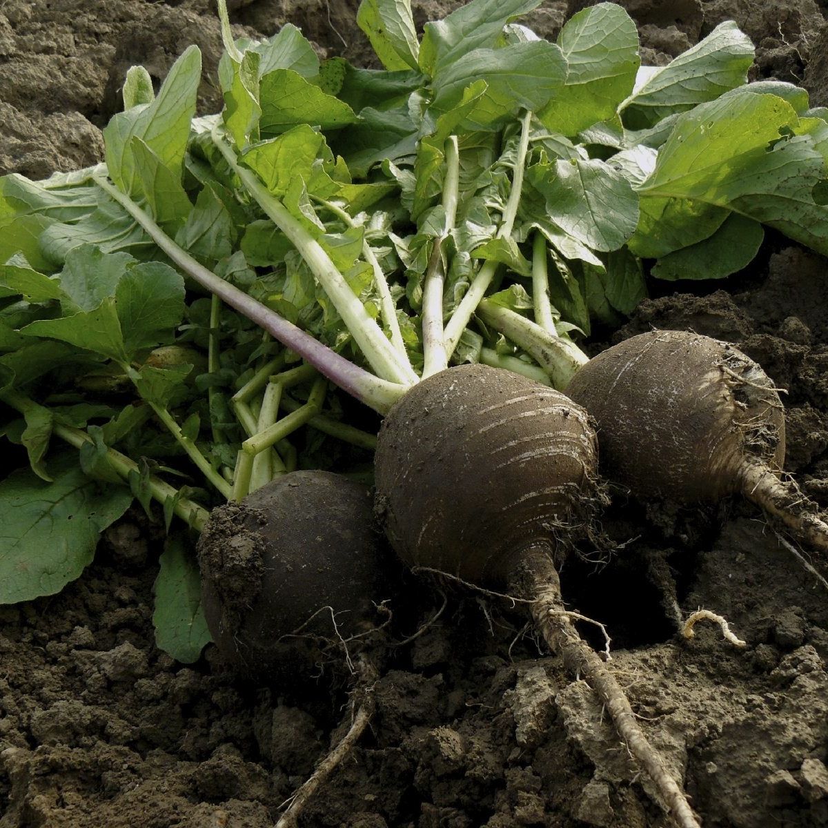 Grey radish pflanzen wachsend in a home garten