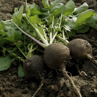 Grey radish pflanzen wachsend in a home garten