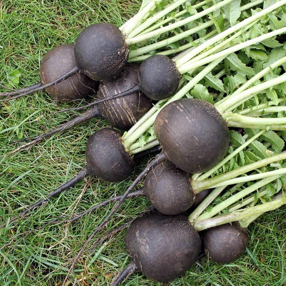 Grey radish samen für aussaat in home gardens