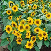 Gelb Mini Sonnenblume Samen zur Aussaat – Traditionssorte ohne Gentechnik – Keimung biologisch Garten Samen