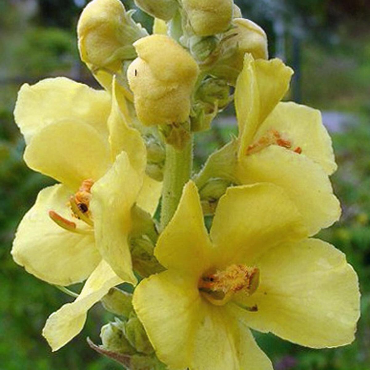 Gelb Densiflorum Blumensamen zur Aussaat – ideal Rabatten – Traditionssorte & ohne Gentechnik Samen Hausgarten