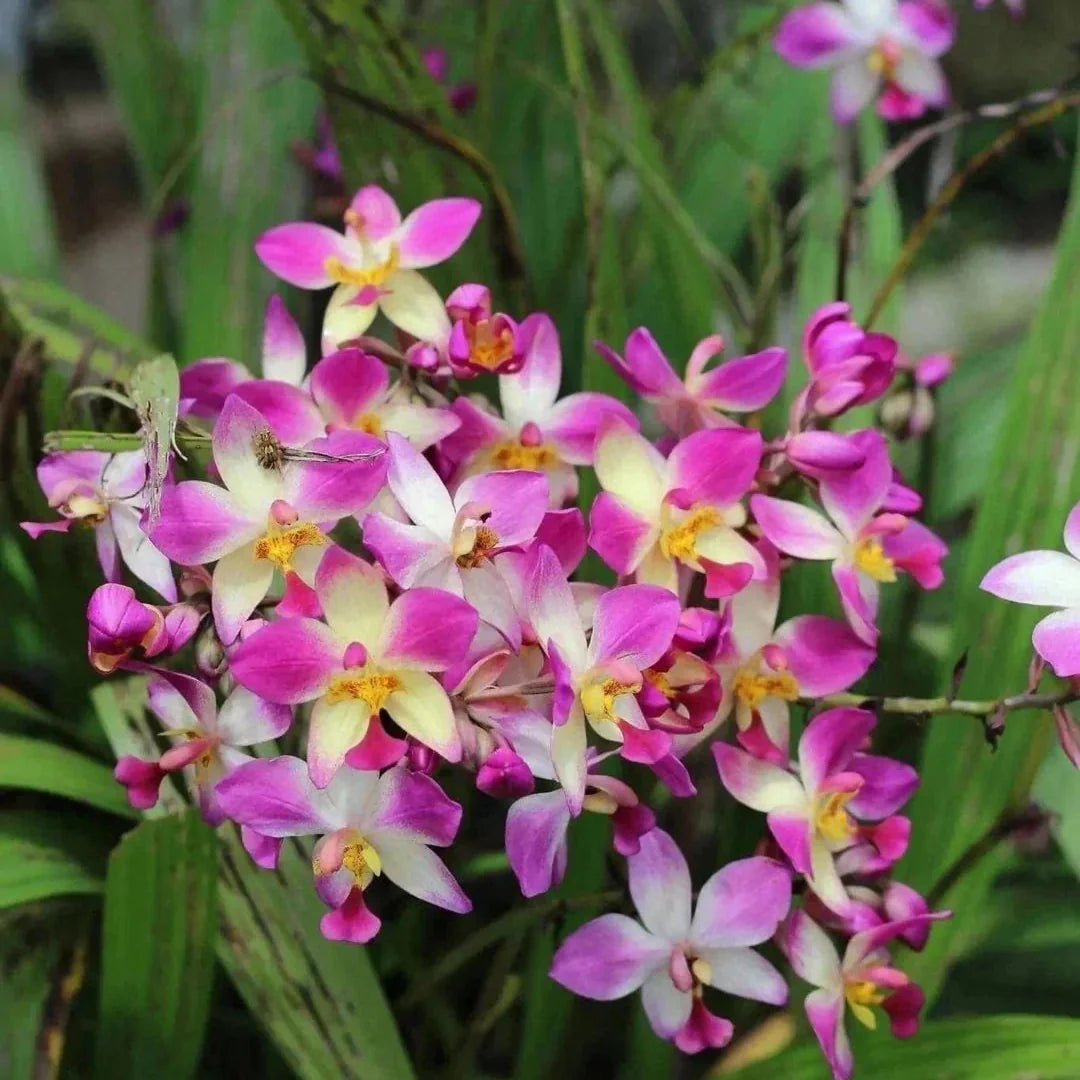 Gemischt Schmetterling Orchidee Blumensamen zur Aussaat – lang Blüte Saison – Traditionssorte & ohne Gentechnik Samen Hausgarten
