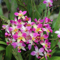 Gemischt Schmetterling Orchidee Blumensamen zur Aussaat – lang Blüte Saison – Traditionssorte & ohne Gentechnik Samen Hausgarten