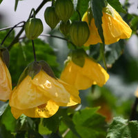 How to grow gelb abutilon striatum from samen