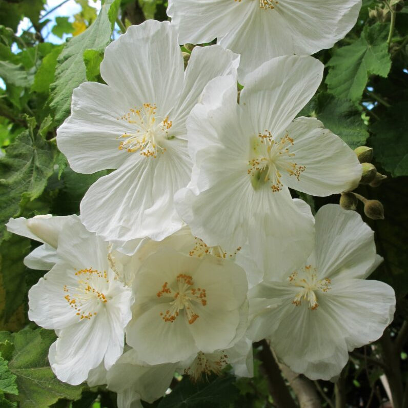 How to grow weiß abutilon pflanzen from samen