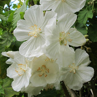 How to grow weiß abutilon pflanzen from samen