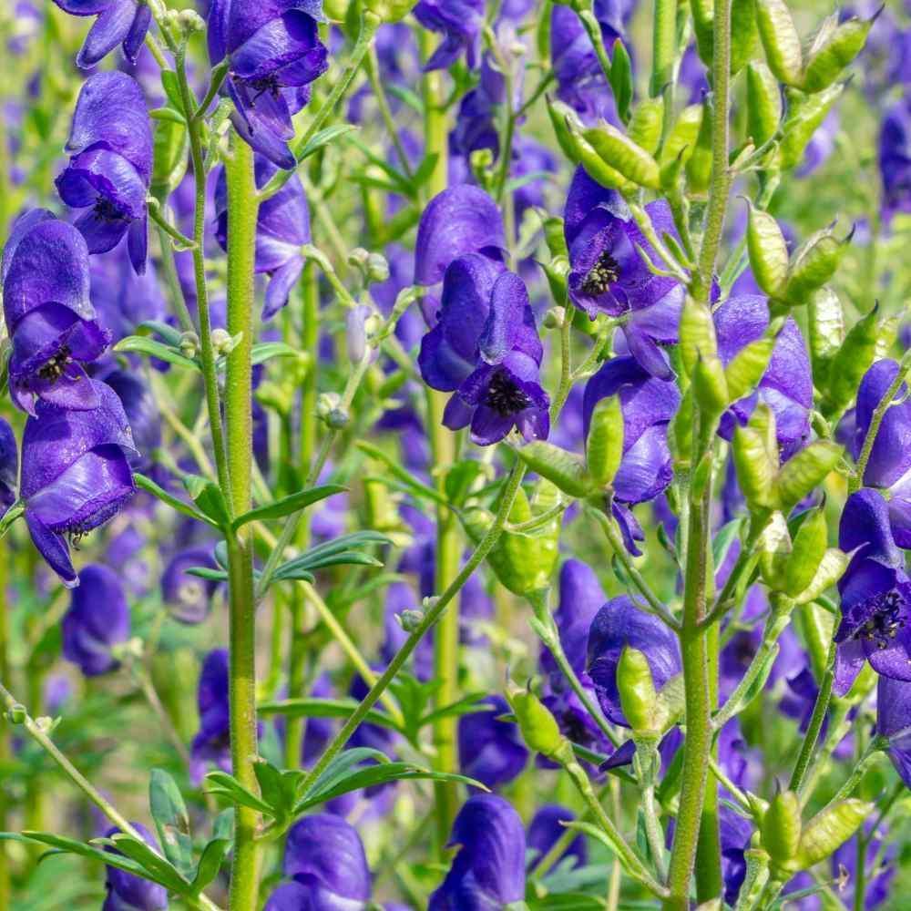 How to grow aconitum napellus from samen