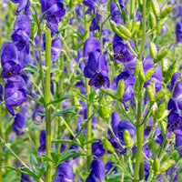 How to grow aconitum napellus from samen