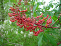 How to grow aesculus pavia samen