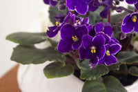 African Violett Blumensamen zur Aussaat – Garten beliebt – Traditionssorte & ohne Gentechnik Samen Hausgarten