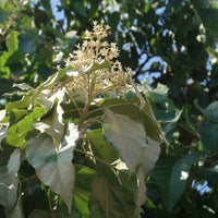How to pflanze aleurites blume samen